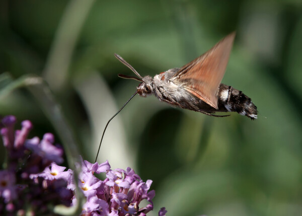 Summer Hummer Stunner!