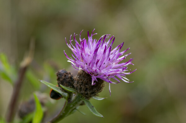 Thistle