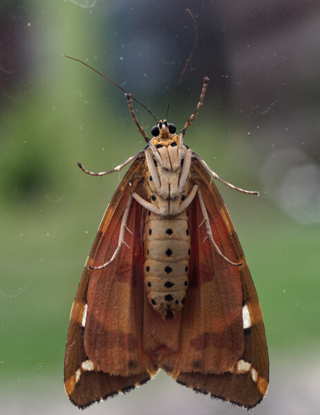 Tiger Moth