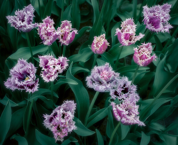 Tulips With Frilly Petticoats