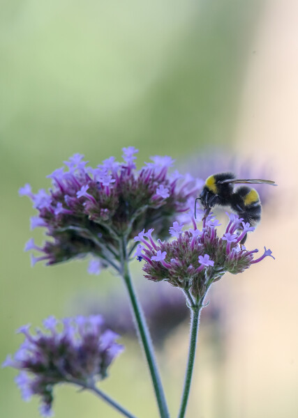 Verbena Bee