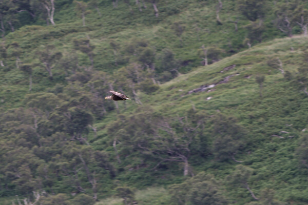 White-tailed Eagle