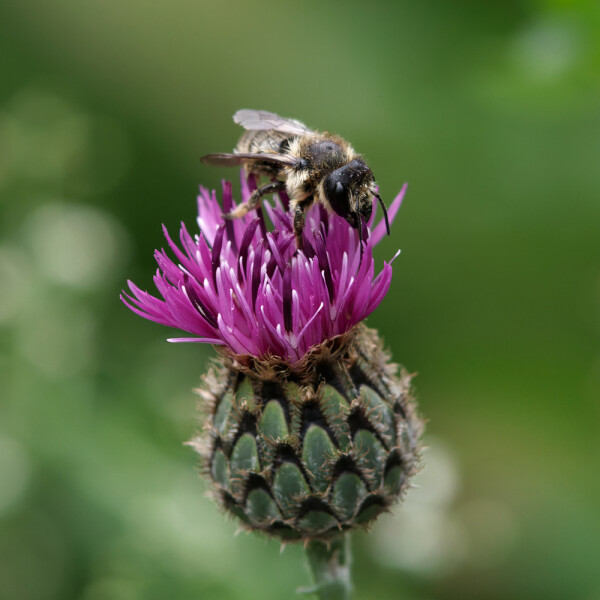 Leaf-cutter bee