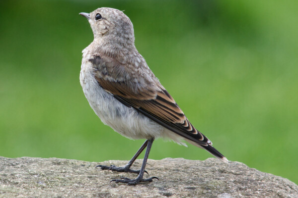 Young Wheatear
