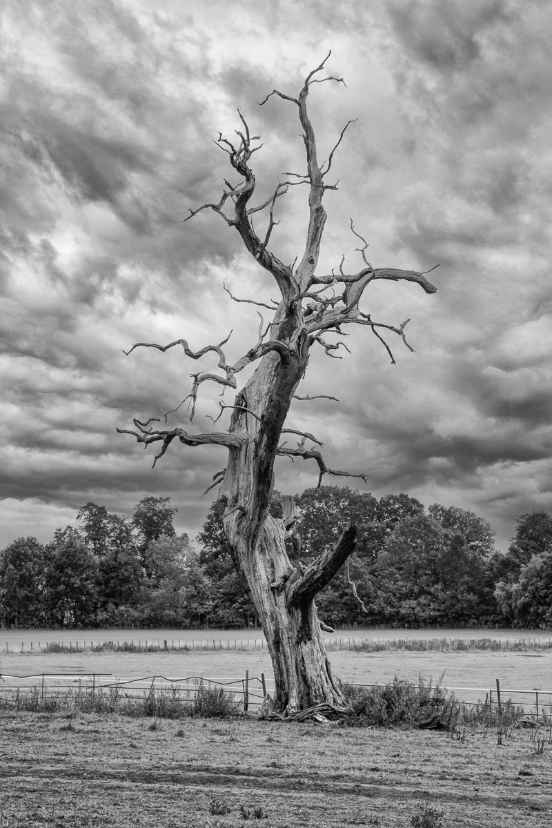 Stark against the sky