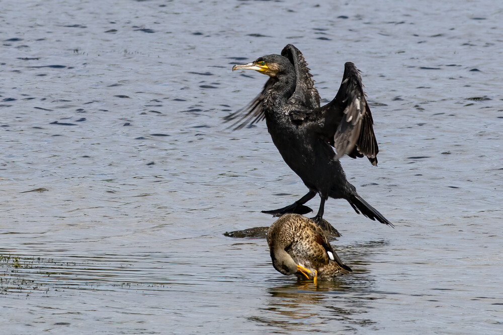 Cormorant and Duck