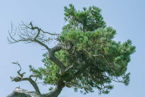 A Close Up of Gnarly Pine... 