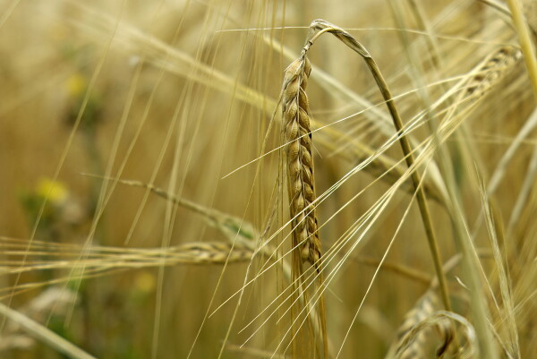 Barley