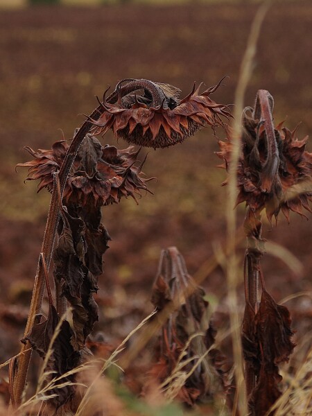 Chocolate sunflower