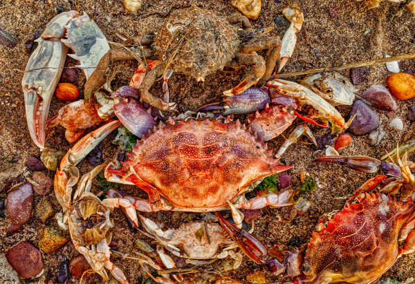 Crabs