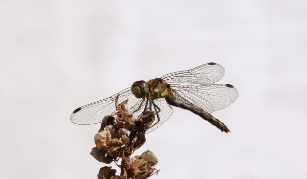 Dragonfly