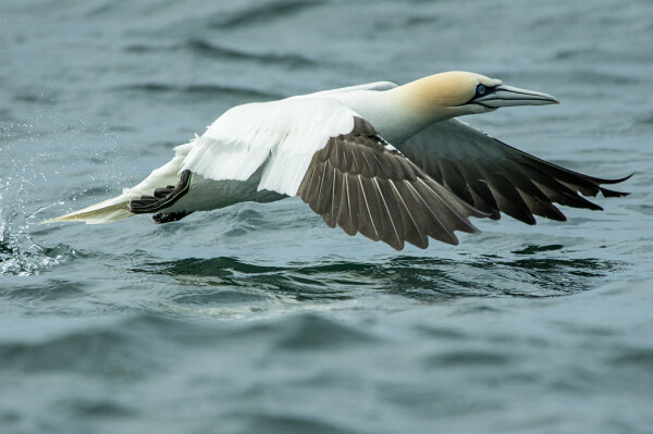 Gannet in flight over sea