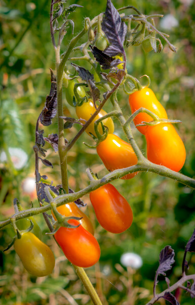 Golden Tomatoes