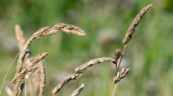 Grasses