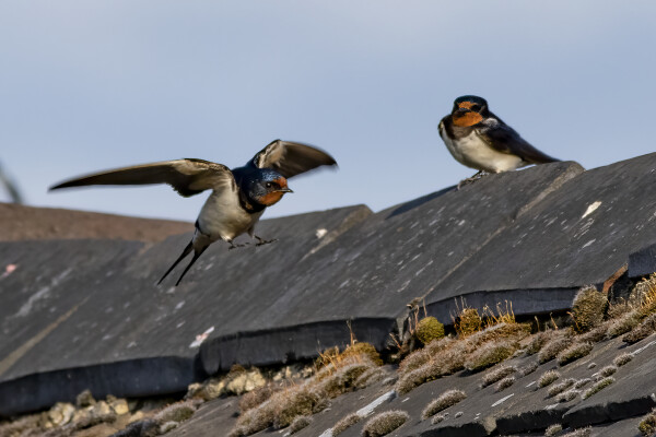 Housemartins
