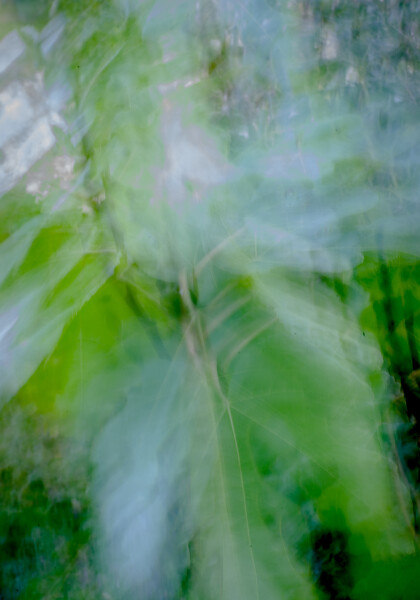 ICM 6 - Fig Bones