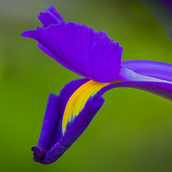 Iris