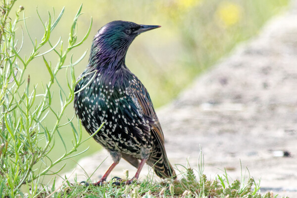 Just a Starling