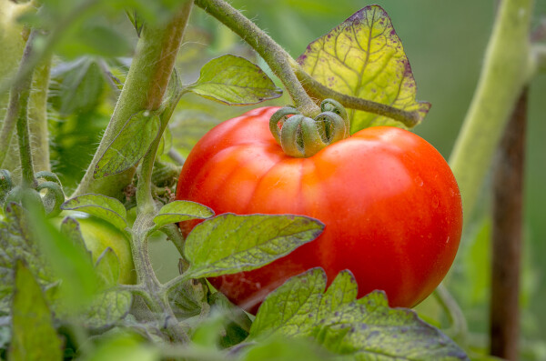 My prize tomato