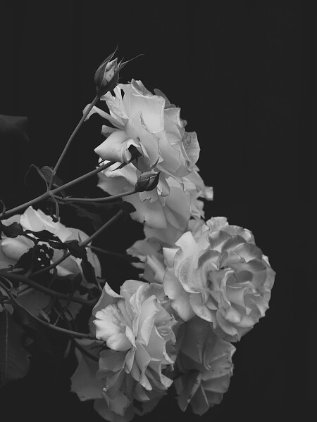 Rose in monochrome