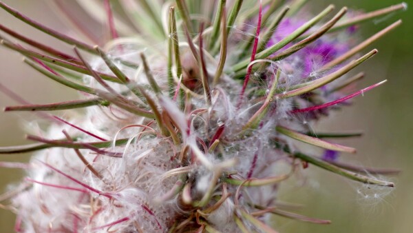 Rosebay Willowherb explosion