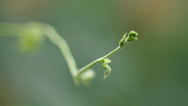 Runner bean on a quest.