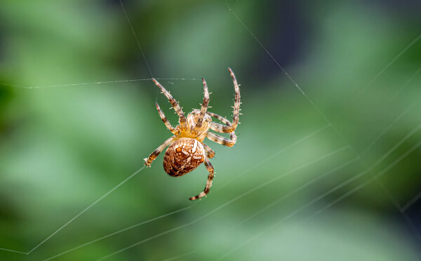 Spider