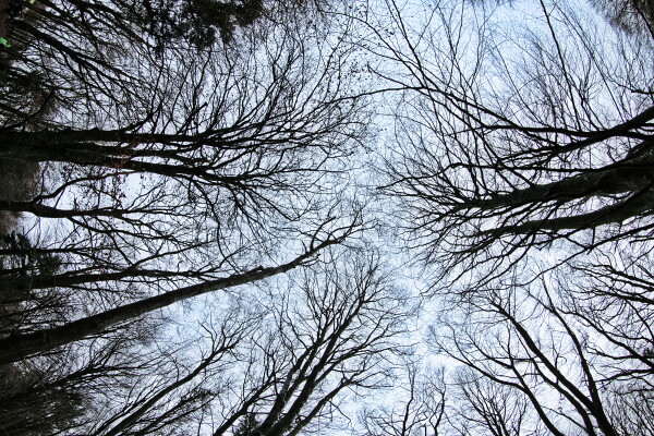 Trees