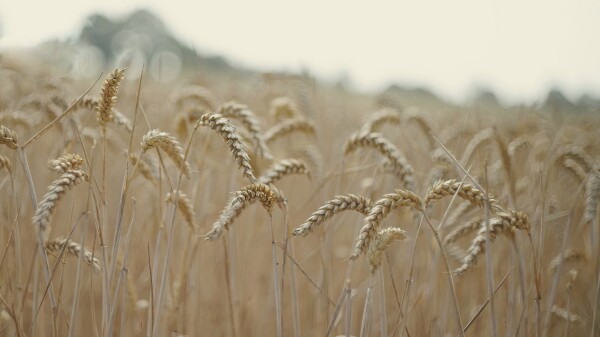 Wheatfield