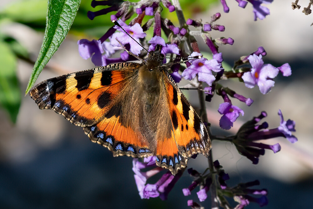 Small Tortoiseshell Butterfly