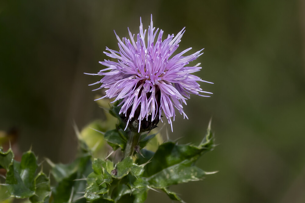 Thistle