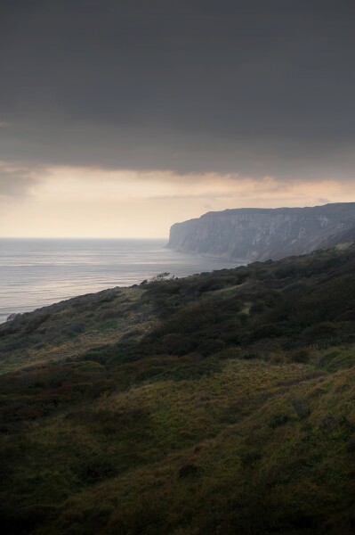 Bempton Cliffs II