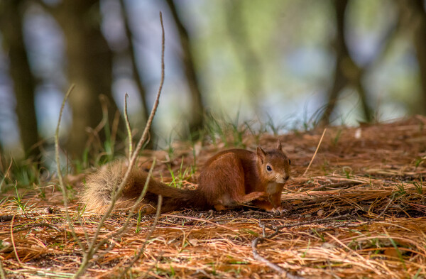 Camouflage