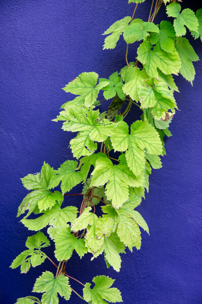Contrasting colours