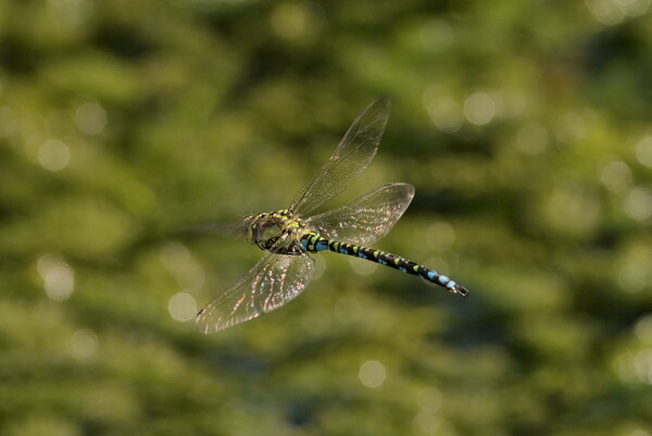 Dragonfly