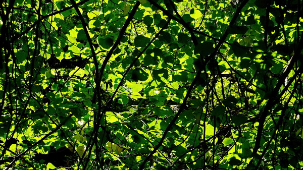 Green sunshine