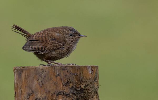 Grumpy Wren