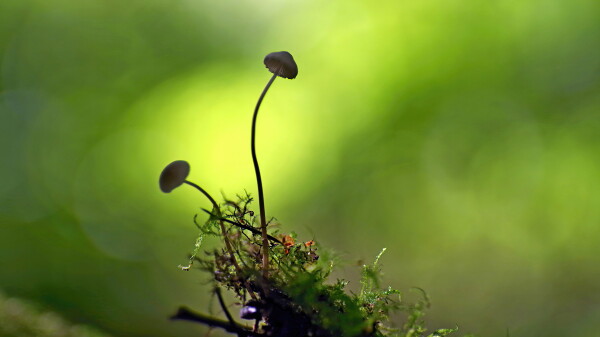 It's fungus time again