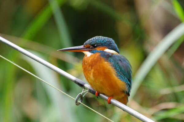 Just Fishing