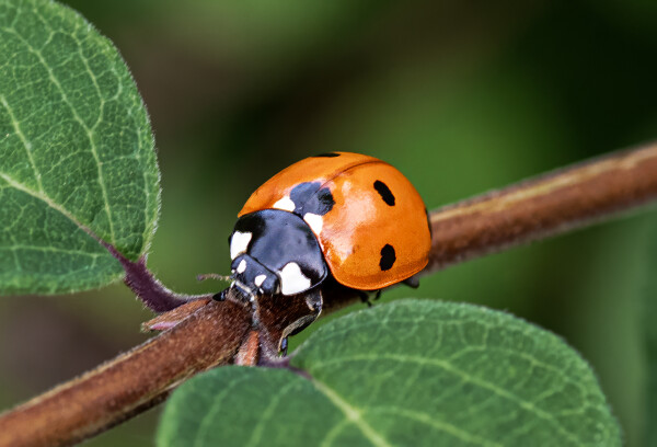 Ladybird