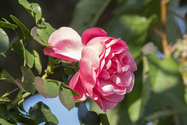 Last Rose