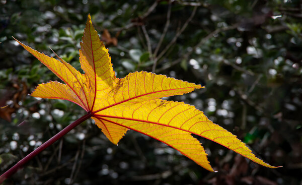 Leaf