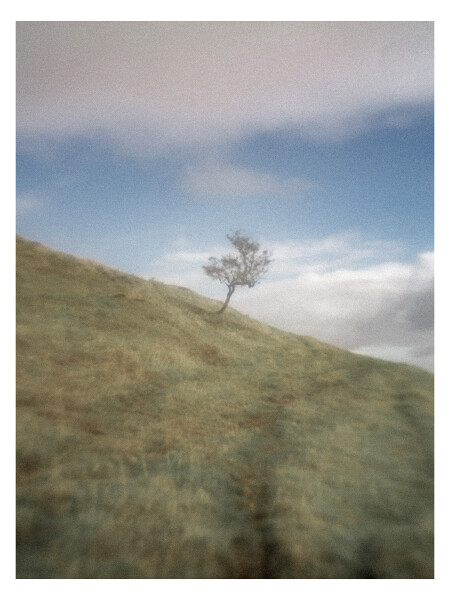 Lonely Tree