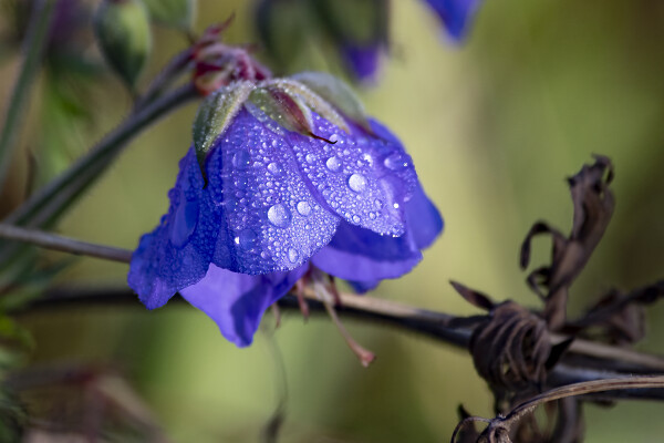 Meadow Cranes-Bill (Geranium pratense)