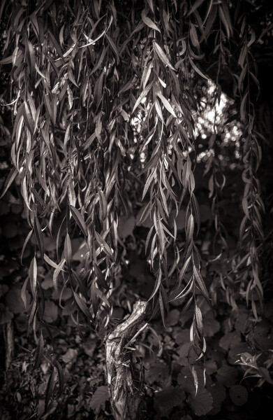 Silver Willow