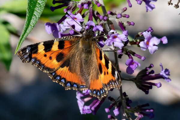 Small Tortoiseshell Butterfly