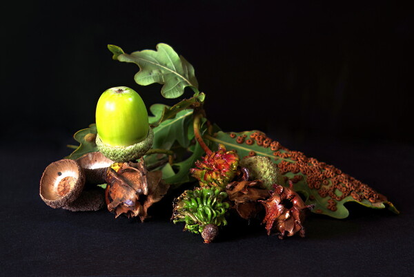 The ills that affect oak trees and their acorns