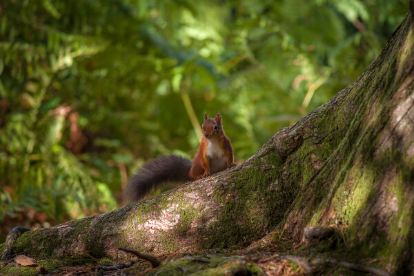 The Red Squirrel