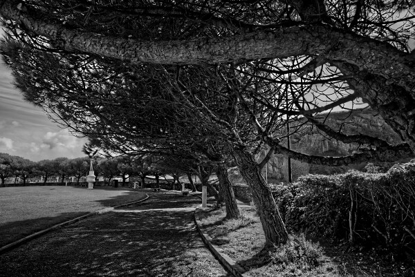 Trees in Black and White.