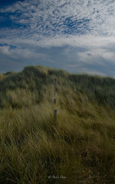 Whispering Dune Grass